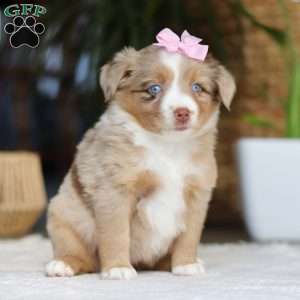 Juniper, Miniature Australian Shepherd Puppy